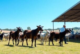 mercado-do-boi-gordo-previsoes-surpreendentes-para-