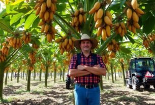 producao-de-cacau-clonal-brasileiro