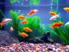 como-criar-peixes-neon-em-aquario-de-forma-simples-e-eficaz